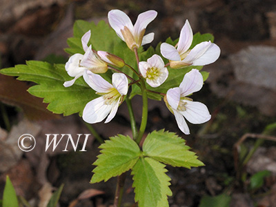Twoleaf Toothwort (Cardamine diphylla)